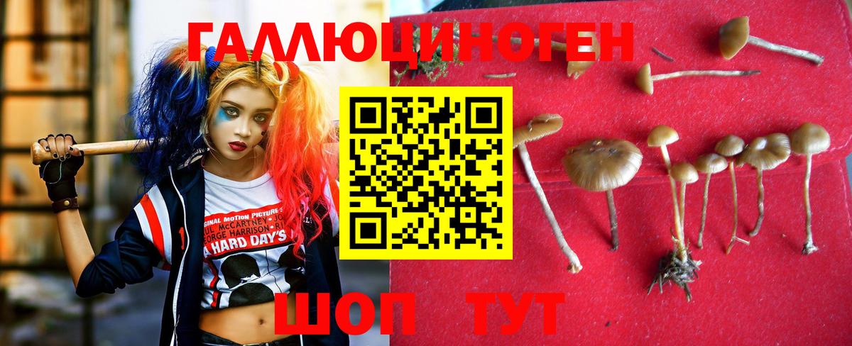 Псилоцибиновые грибы Psilocybine cubensis Дедовск